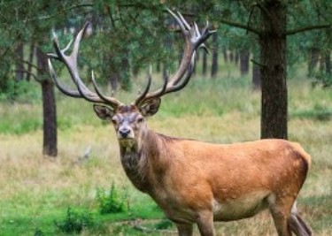 Big-Game-Hunting-in-Hungary