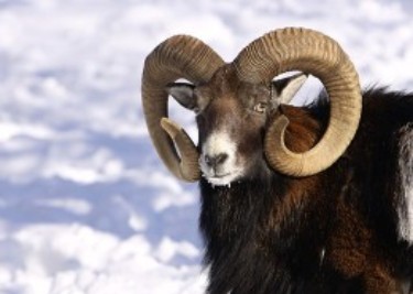 Mouflon-Hunt-Hungary