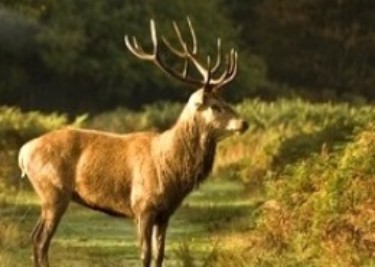 Red-Stag-Hunting-in-Hungary