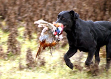 Upland-Hunting-in-Hungary